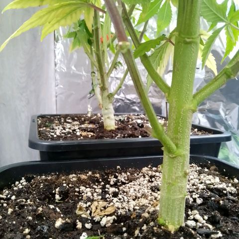 Steve's Stecklinge  growlog timeline photo