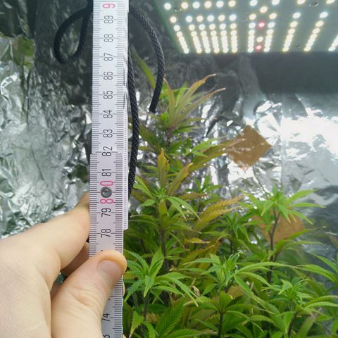 Steve's Stecklinge  growlog timeline photo