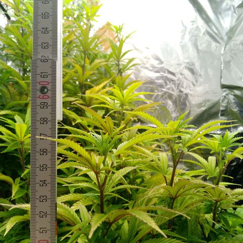 Steve's Stecklinge  growlog timeline photo