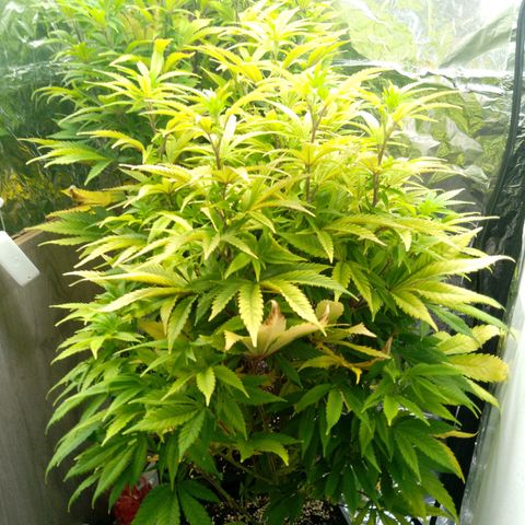 Steve's Stecklinge  growlog timeline photo