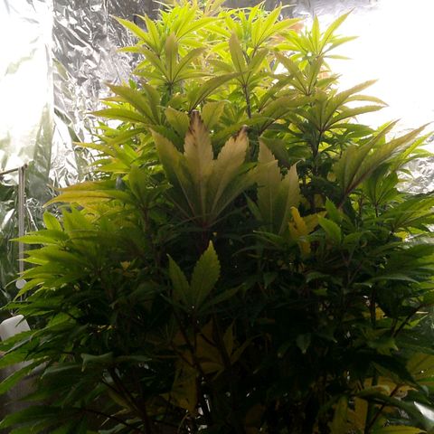 Steve's Stecklinge  growlog timeline photo