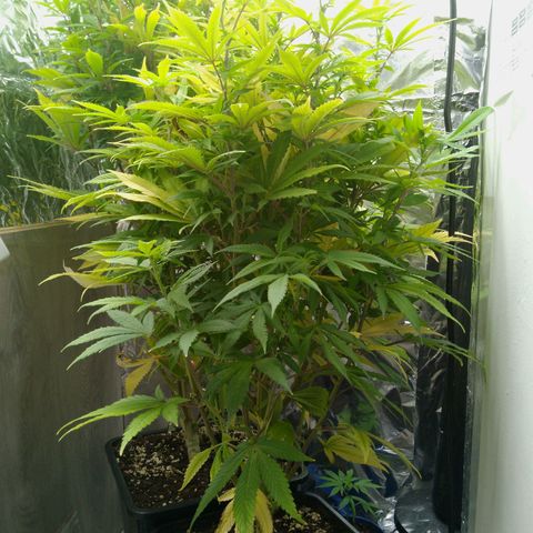 Steve's Stecklinge  growlog timeline photo