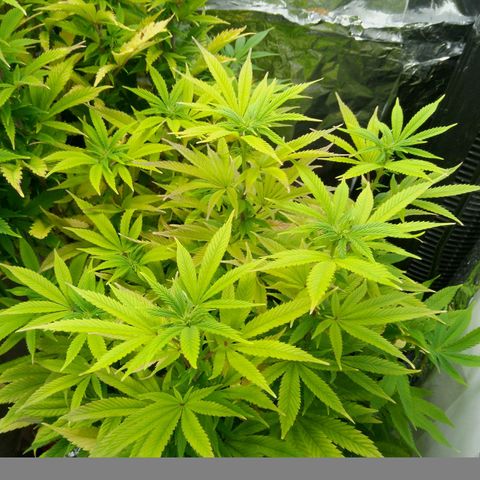 Steve's Stecklinge  growlog timeline photo