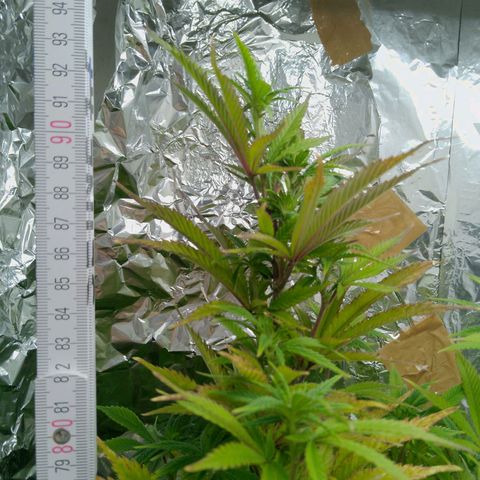 Steve's Stecklinge  growlog timeline photo