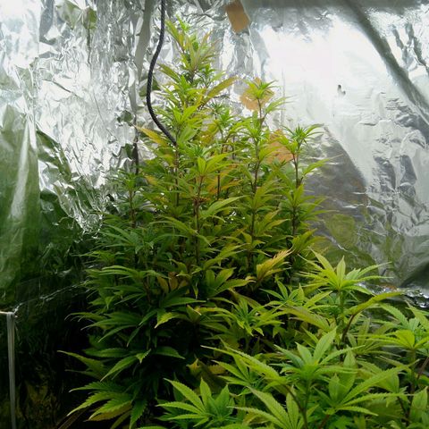 Steve's Stecklinge  growlog timeline photo
