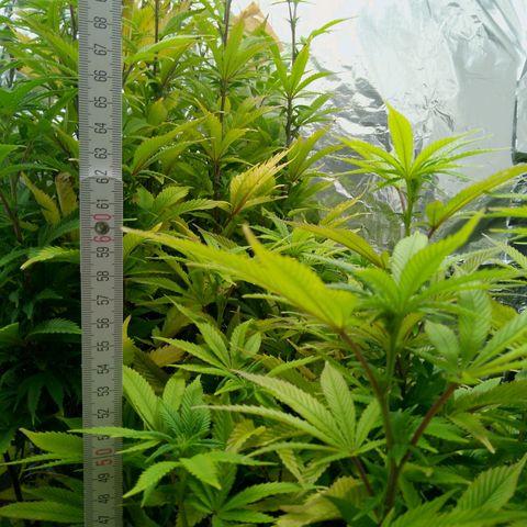 Steve's Stecklinge  growlog timeline photo