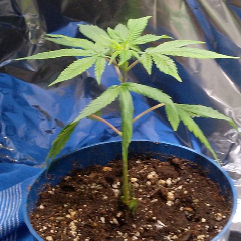 Steve's Stecklinge  growlog timeline photo