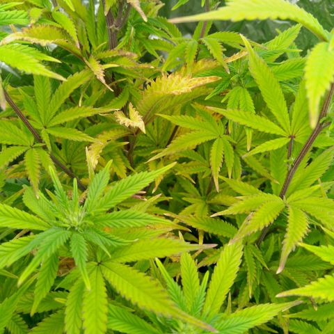 Steve's Stecklinge  growlog timeline photo