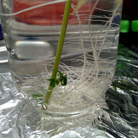 Steve's Stecklinge  growlog timeline photo