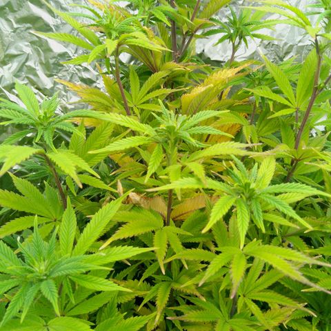 Steve's Stecklinge  growlog timeline photo