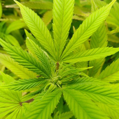 Steve's Stecklinge  growlog timeline photo