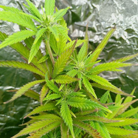 Steve's Stecklinge  growlog timeline photo