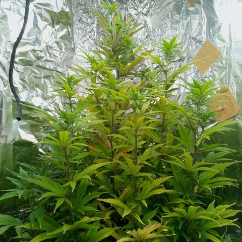 Steve's Stecklinge  growlog timeline photo