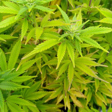 Steve's Stecklinge  growlog timeline photo