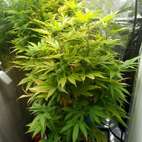 Steve's Stecklinge  growlog timeline photo