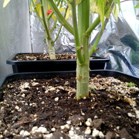 Steve's Stecklinge  growlog timeline photo