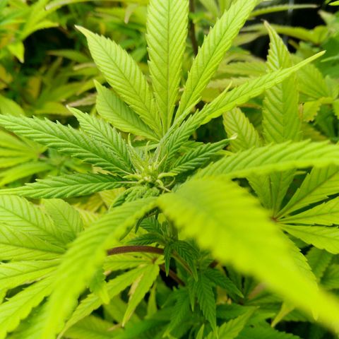 Steve's Stecklinge  growlog timeline photo