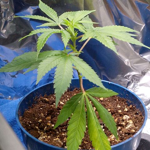 Steve's Stecklinge  growlog timeline photo