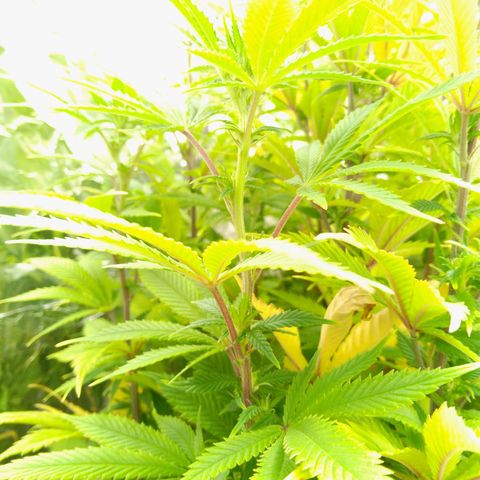 Steve's Stecklinge  growlog timeline photo