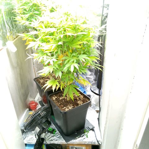 Steve's Stecklinge  growlog timeline photo