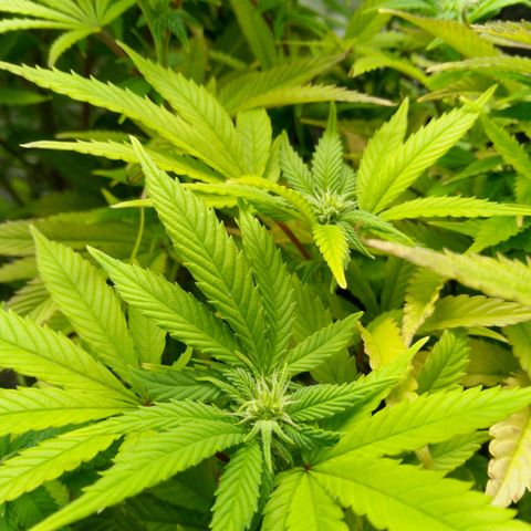 Steve's Stecklinge  growlog timeline photo