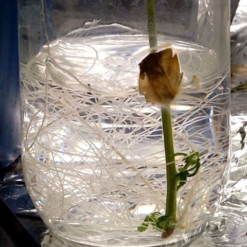 Steve's Stecklinge  growlog timeline photo