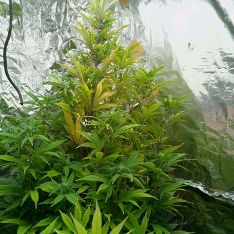 Steve's Stecklinge  growlog timeline photo
