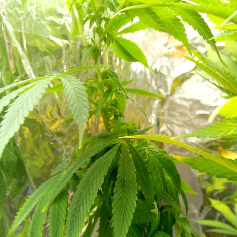 Steve's Stecklinge  growlog timeline photo