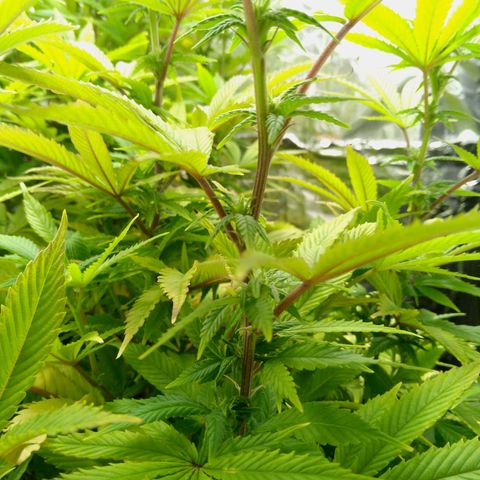 Steve's Stecklinge  growlog timeline photo