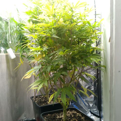 Steve's Stecklinge  growlog timeline photo