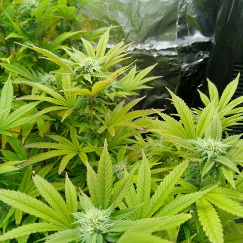 Steve's Stecklinge  growlog timeline photo