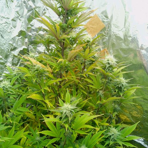 Steve's Stecklinge  growlog timeline photo