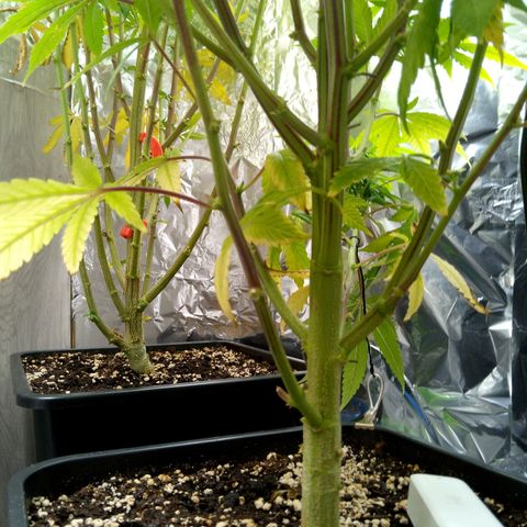 Steve's Stecklinge  growlog timeline photo