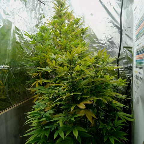 Steve's Stecklinge  growlog timeline photo