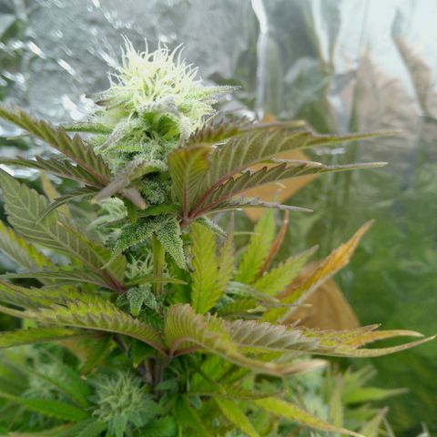Steve's Stecklinge  growlog timeline photo