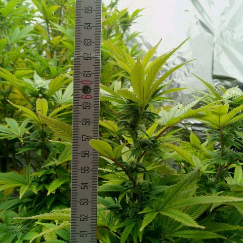 Steve's Stecklinge  growlog timeline photo