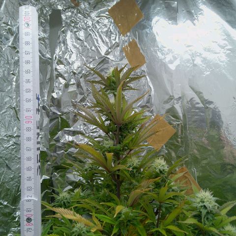 Steve's Stecklinge  growlog timeline photo