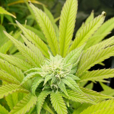 Steve's Stecklinge  growlog timeline photo