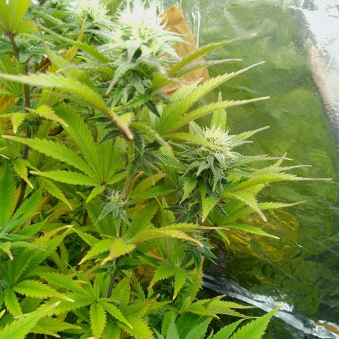 Steve's Stecklinge  growlog timeline photo