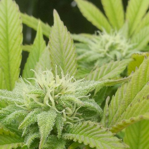 Steve's Stecklinge  growlog timeline photo