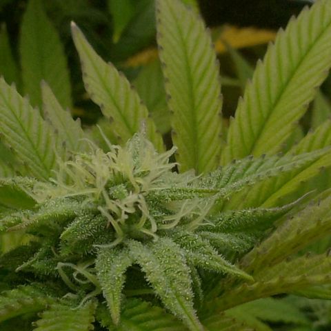 Steve's Stecklinge  growlog timeline photo