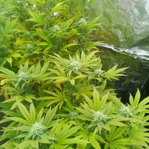 Steve's Stecklinge  growlog timeline photo