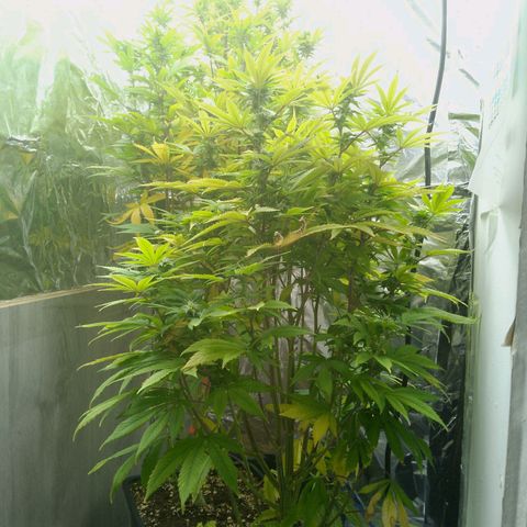 Steve's Stecklinge  growlog timeline photo
