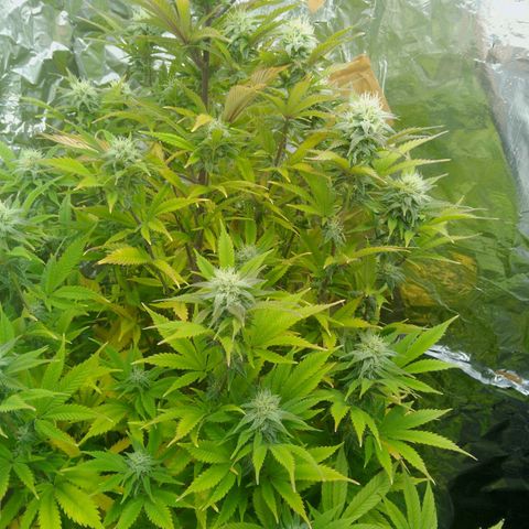 Steve's Stecklinge  growlog timeline photo