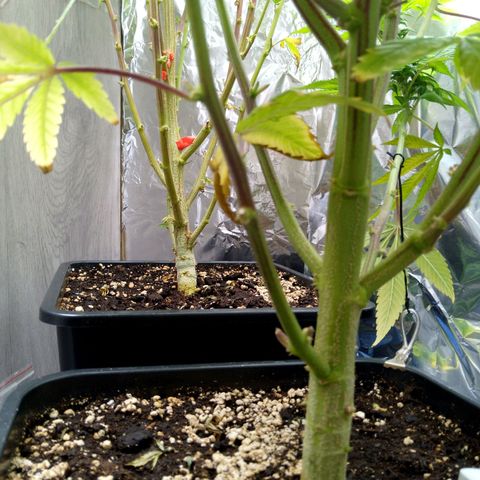 Steve's Stecklinge  growlog timeline photo