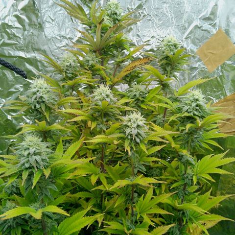 Steve's Stecklinge  growlog timeline photo