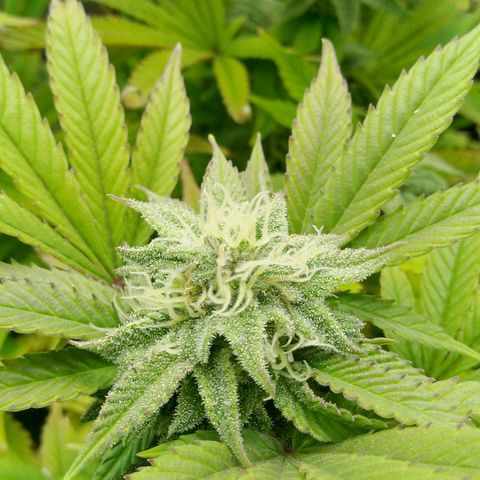 Steve's Stecklinge  growlog timeline photo