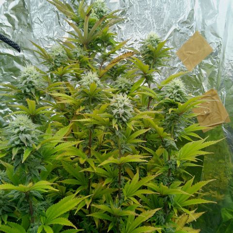 Steve's Stecklinge  growlog timeline photo