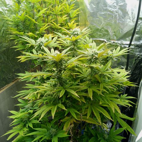 Steve's Stecklinge  growlog timeline photo