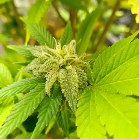 Steve's Stecklinge  growlog timeline photo